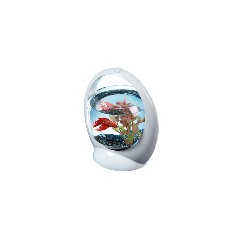 Tetra Betta Ring