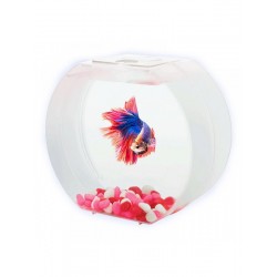 AA-Aquariums Betta О для девочек