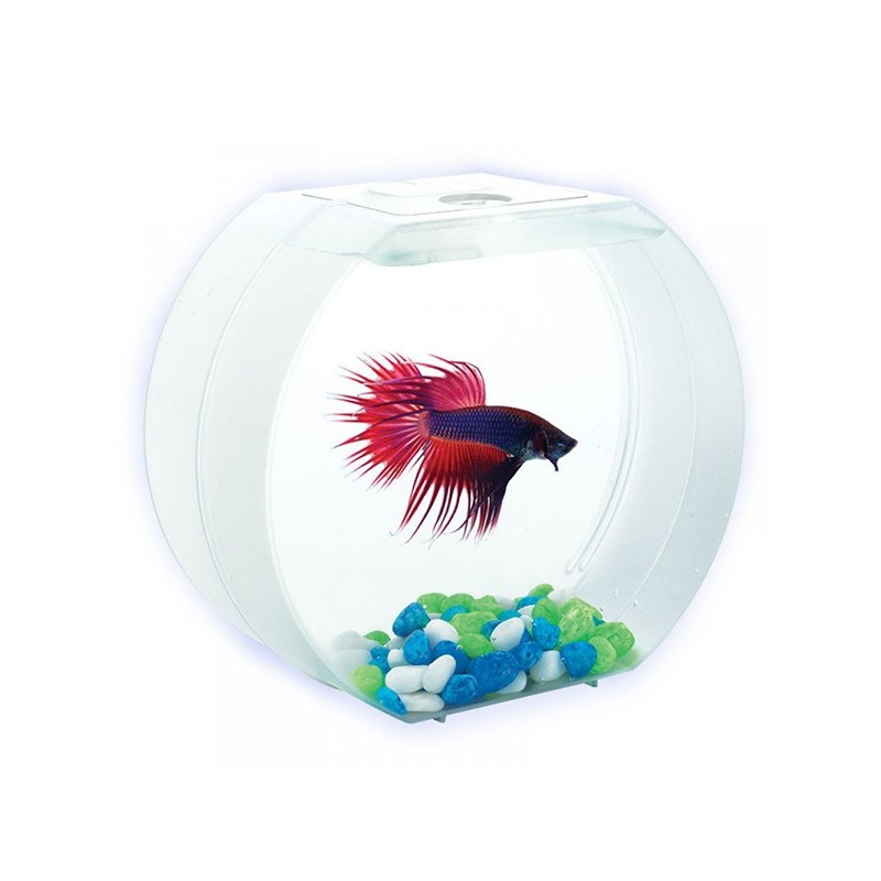 AA-Aquariums Betta О для мальчиков